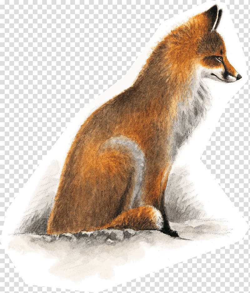 Red fox European badger Dhole Kit fox Gray fox, fox transparent background PNG clipart