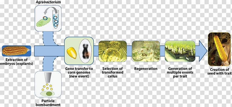 Genetically modified organism Science Genetically modified crops Scientific method Genetic engineering, Genetically Modified Food transparent background PNG clipart