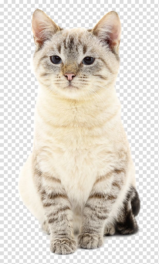 Cat Towel animal , Cat transparent background PNG clipart