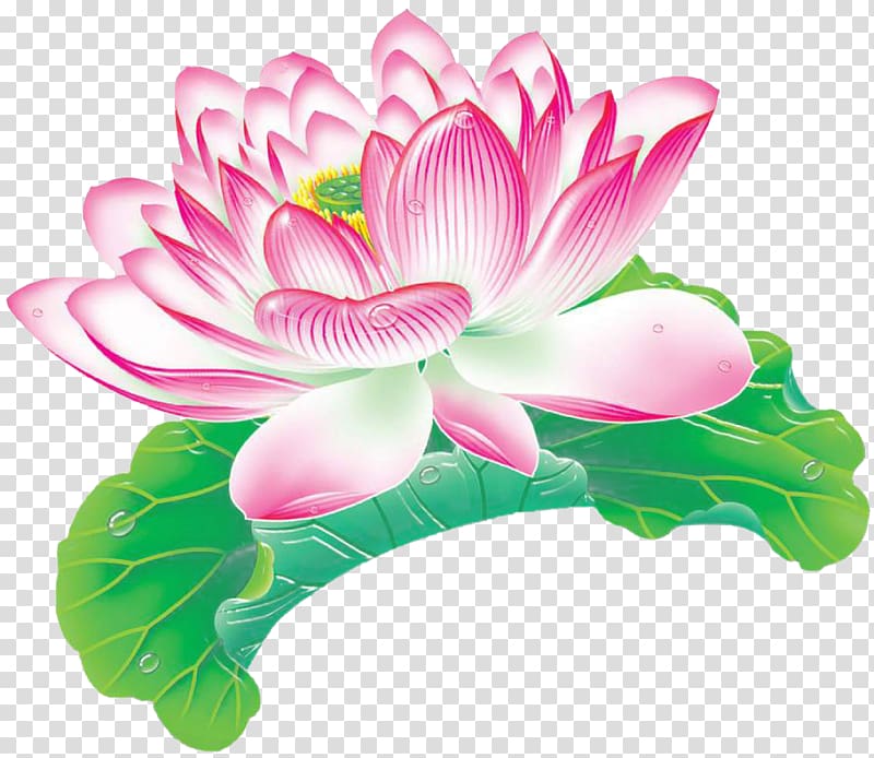 Nelumbo nucifera Lotus effect Material Aquatic plant, Lotus lotus leaf buckle-free material transparent background PNG clipart