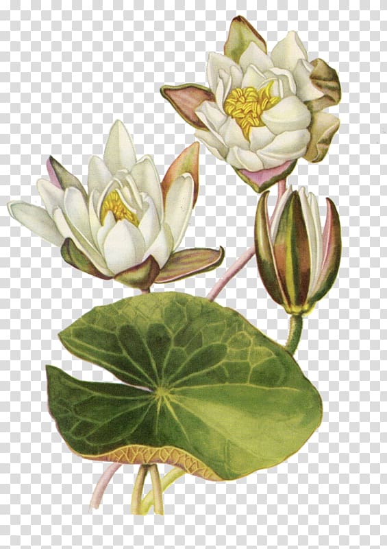 painting of two white petaled flowers, Botanical illustration Botany Water lilies Flower Nelumbo nucifera, water lilies transparent background PNG clipart
