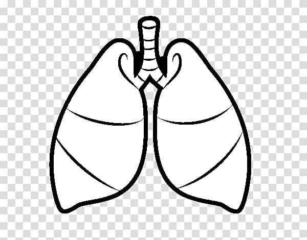 Lung Drawing Breathing Heart Respiratory system, heart transparent background PNG clipart