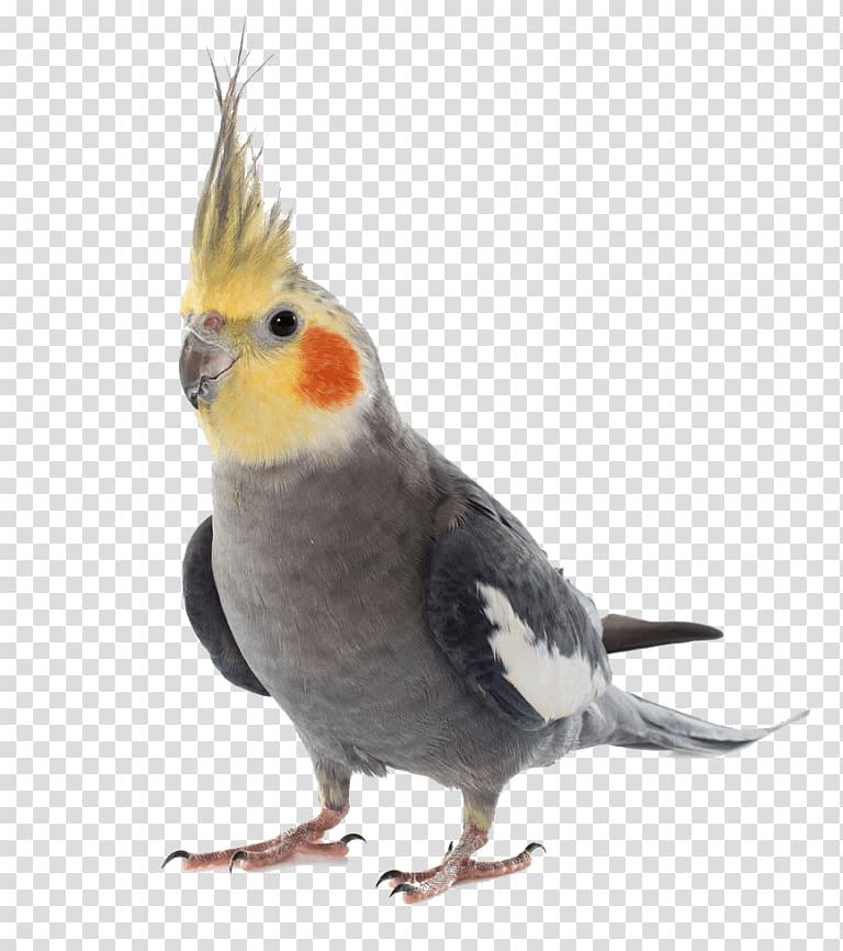 Cockatiel Birdcage Budgerigar Pet, Bird transparent background PNG clipart