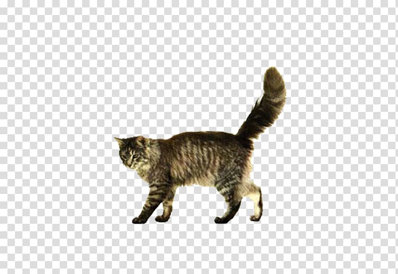 gray cat walking transparent background PNG clipart
