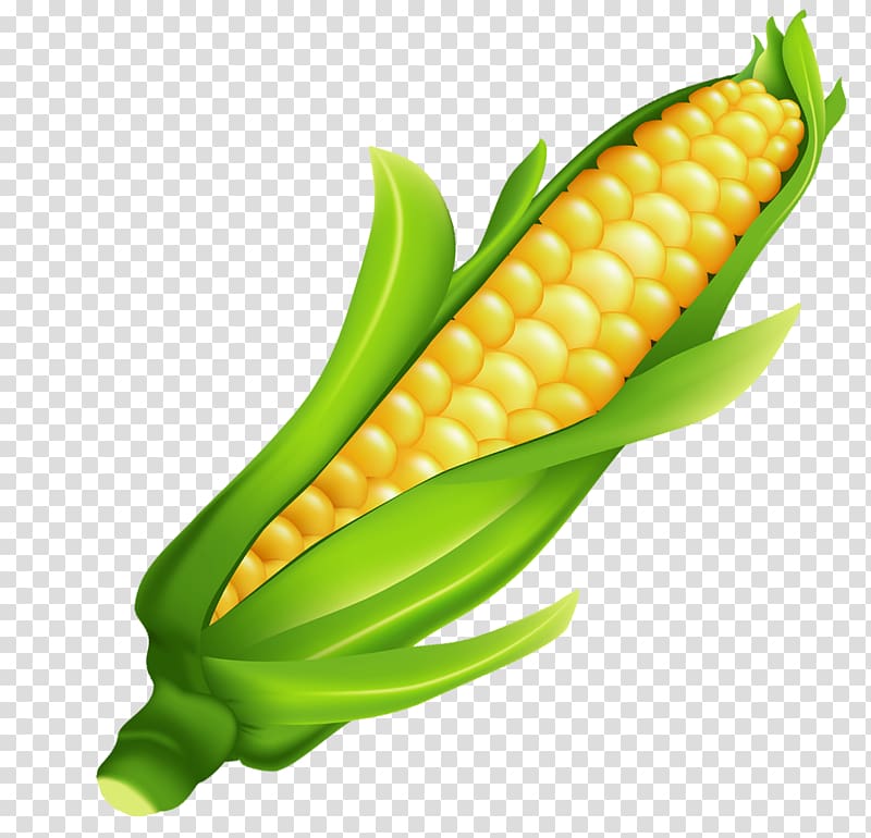 Corn on the cob Candy corn Maize , corn transparent background PNG clipart