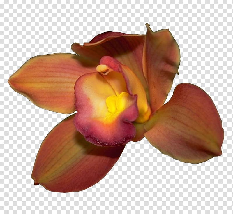 Cattleya orchids Petal Boat orchid, 數據 transparent background PNG clipart