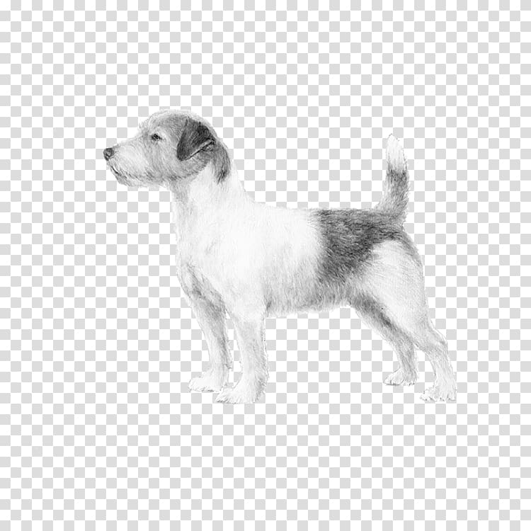 Dog breed Puppy Jack Russell Terrier Wire Hair Fox Terrier, puppy transparent background PNG clipart