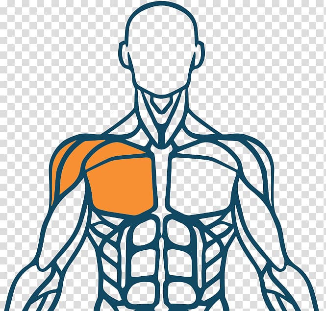 Muscle Human body Muscular system Finger Human back, others transparent background PNG clipart