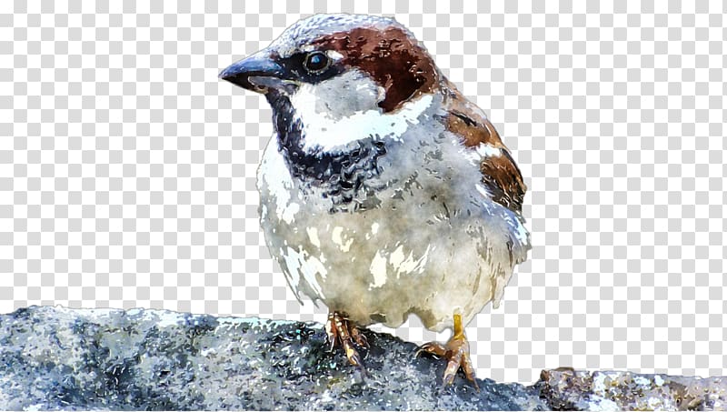 Watercolor painting House Sparrow, others transparent background PNG clipart
