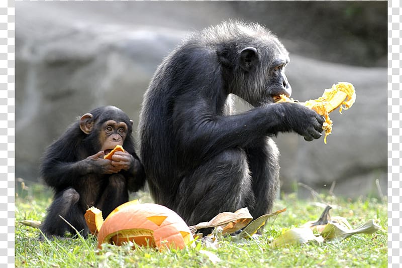 Detroit Zoo Common chimpanzee Ape Primate Animal, chimpanzee transparent background PNG clipart