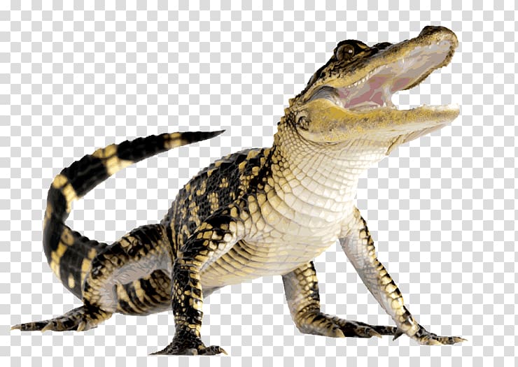 Alligator Crocodile Caiman, Alligator transparent background PNG clipart