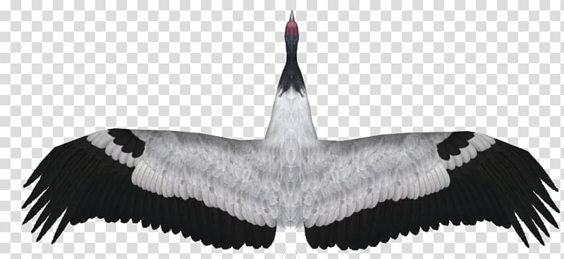 Demoiselle crane Black-necked crane Feather Zoo Tycoon 2, demoiselle crane transparent background PNG clipart
