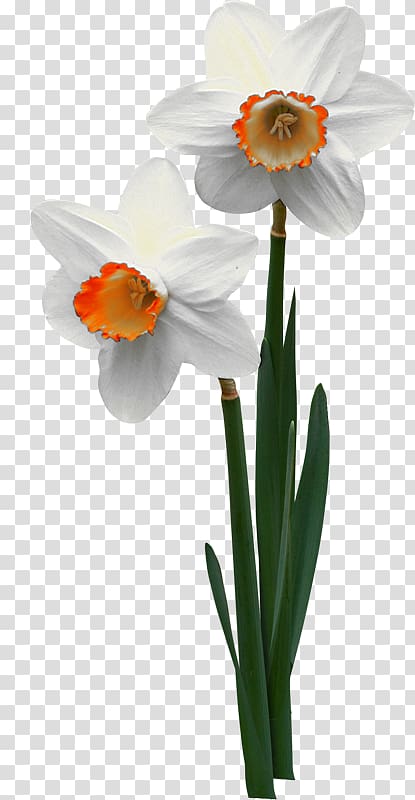 Jonquille Flowerpot Narcissus ×incomparabilis, flower transparent background PNG clipart
