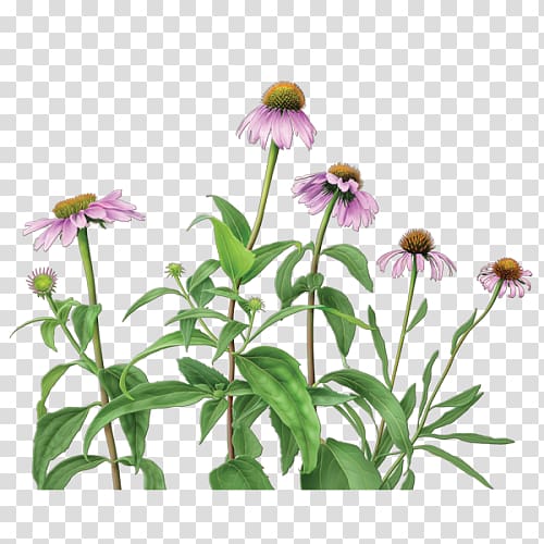 Herbal tea Purple coneflower Echinacea angustifolia Dietary supplement, echinacea transparent background PNG clipart