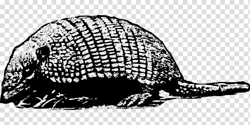 Armadillo , Armadillo transparent background PNG clipart