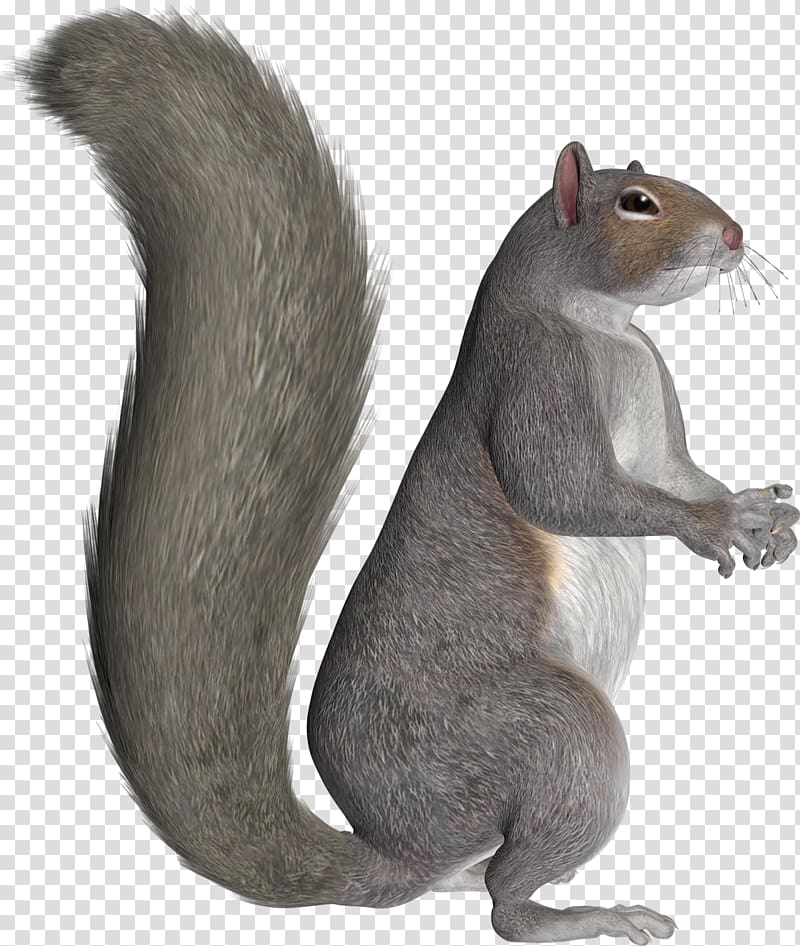 Squirrel Terrestrial animal Silhouette, squirrel transparent background PNG clipart