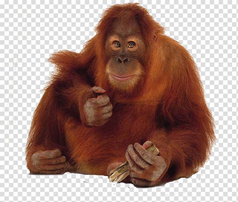 Gunung Leuser National Park Bornean orangutan Sumatran orangutan Primate Gorilla, orangutan transparent background PNG clipart