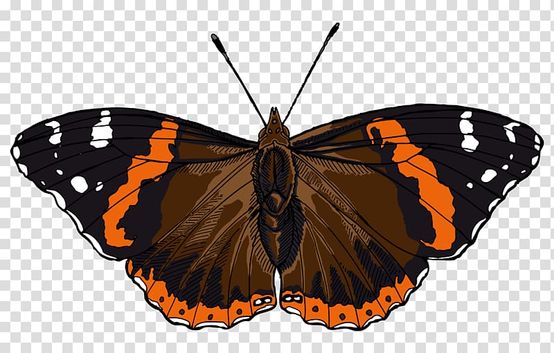 Butterfly Red admiral , red butterfly transparent background PNG clipart