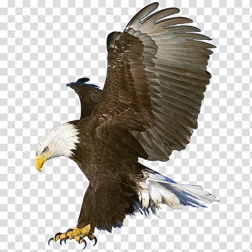 Bald Eagle Macintosh , Eagle transparent background PNG clipart