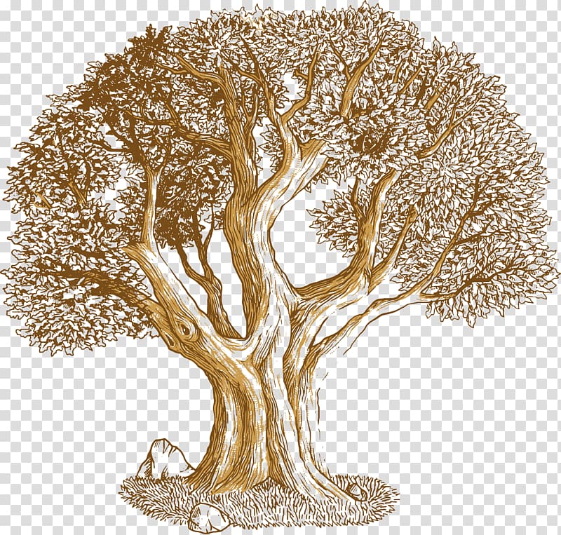 brown tree illustration, Euclidean Tree Southern live oak, Oak transparent background PNG clipart