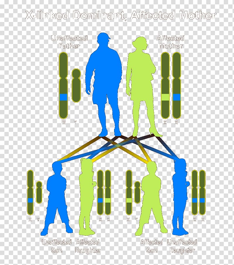 Dominance Genetic disorder Genetics Heredity Autosómico recesivo, affects transparent background PNG clipart