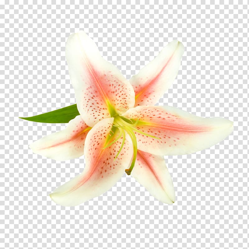 pink and white lily art, Lilium Pink Flower White, Flowers Flowers cartoon ,Beautiful pink lily transparent background PNG clipart