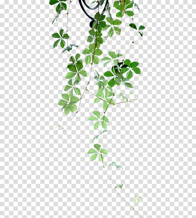 green leaf, Plant Flower Poetry, Green leaves transparent background PNG clipart