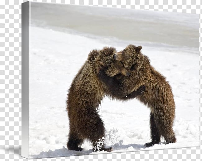 Grizzly bear Chicago Cubs Grand Teton National Park Professional wrestling, bear transparent background PNG clipart