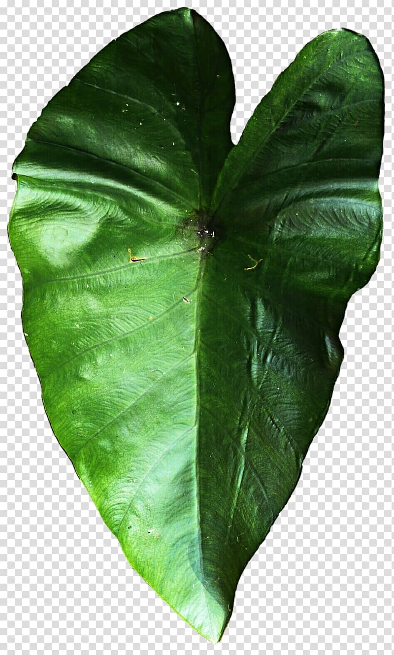 Green Leaf, Elephant Ear leaf transparent background PNG clipart