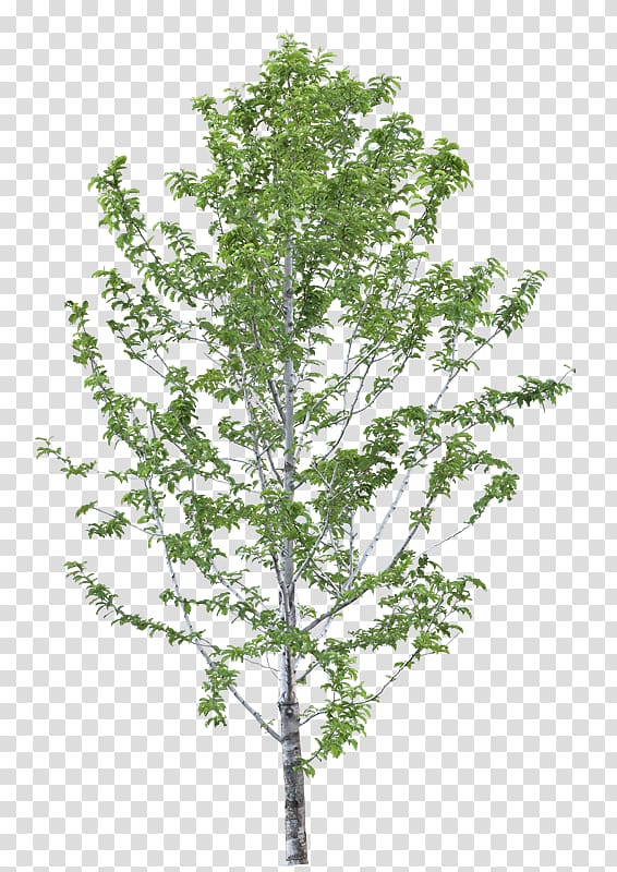Birch Indian-almond Tree Plants Leaf, Yv transparent background PNG clipart