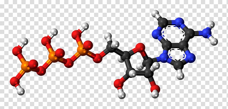 Guanine Guanosine monophosphate Adenosine triphosphate Adenine, discovery transparent background PNG clipart