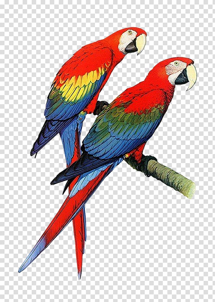 Parrots: A Guide to Parrots of the World Bird Budgerigar, Parrot transparent background PNG clipart