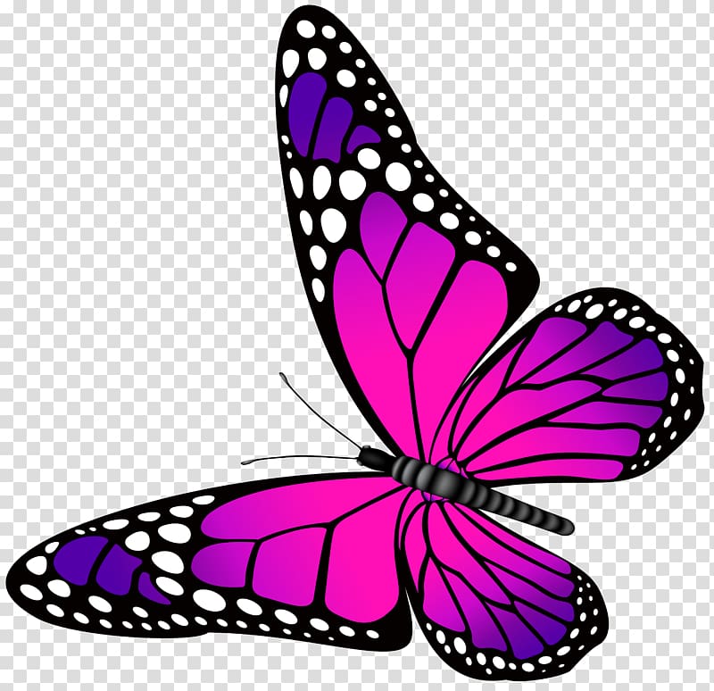 pink and black butterfly clipart painted