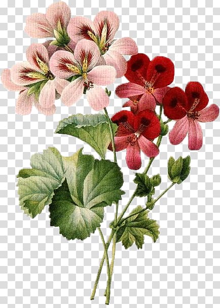 Floral design Cut flowers , Nature botanical transparent background PNG clipart