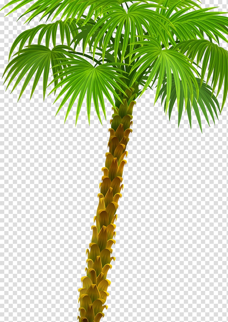 Arecaceae Plant Asian palmyra palm Attalea speciosa Oil palms, palm tree transparent background PNG clipart
