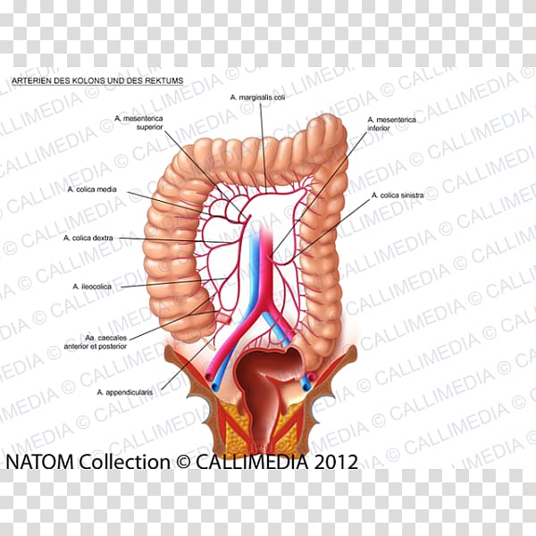 Lymph node Lymphatic system Large intestine Colorectal cancer, 360 Degrees transparent background PNG clipart