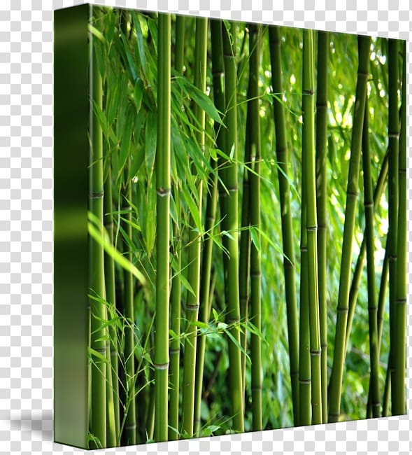 Email marketing Bamboo, Zen Spa Invest Online, bamboo kind transparent background PNG clipart