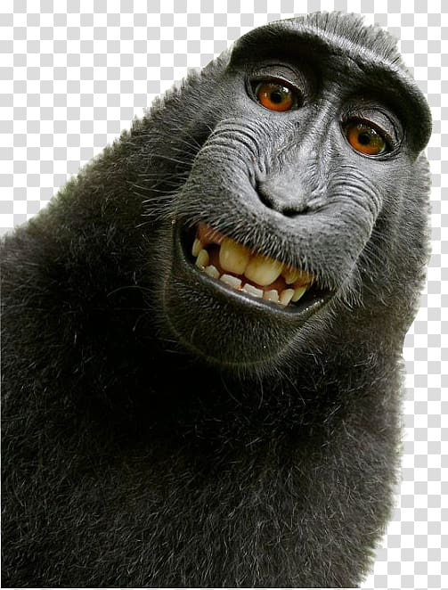 gray monkey, Celebes crested macaque Monkey selfie Primate, Monkey transparent background PNG clipart