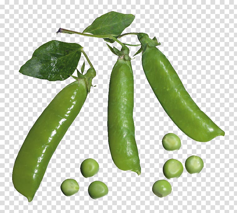 Pea Vegetable , Pea pod and peas transparent background PNG clipart