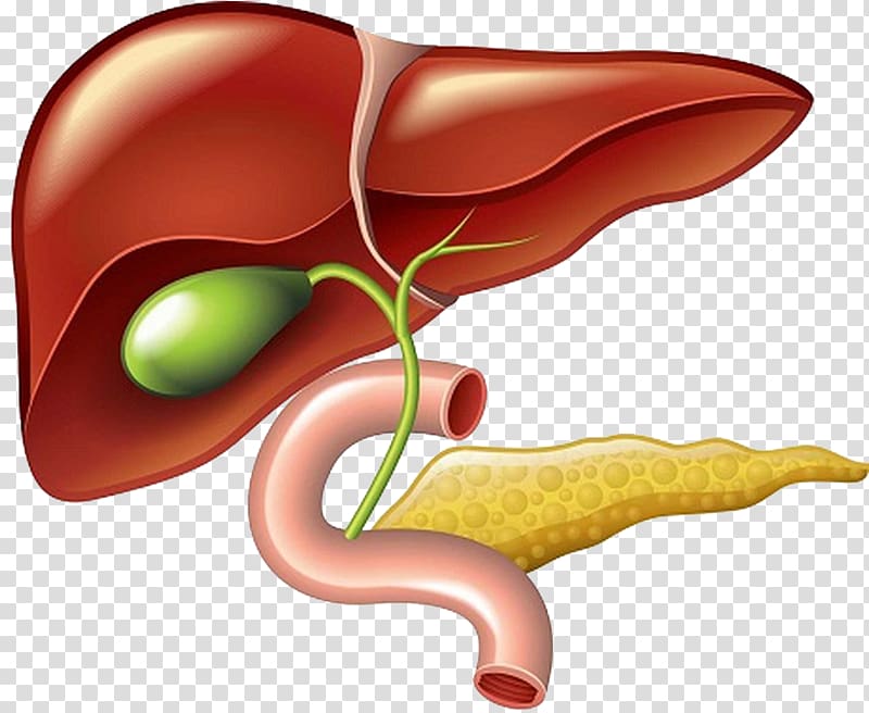 Liver and Gallbladder Pancreas, pancreas transparent background PNG clipart