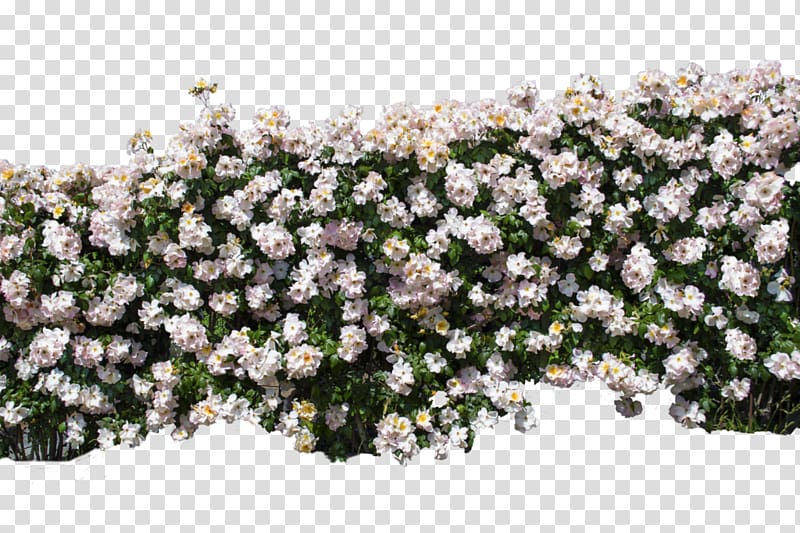 Wall Multiflora rose Shrub , Rose Wall transparent background PNG clipart