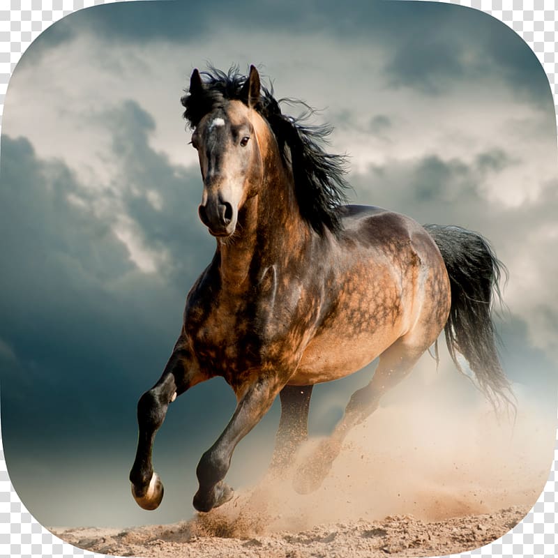 Mustang Stallion Friesian horse Murgese Wild horse, horse transparent background PNG clipart