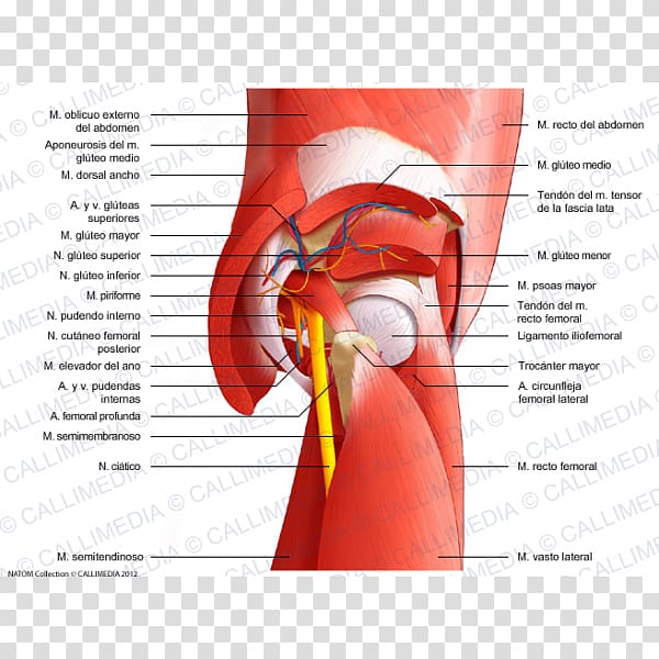 Muscles of the hip Thigh Pelvic floor, others transparent background PNG clipart