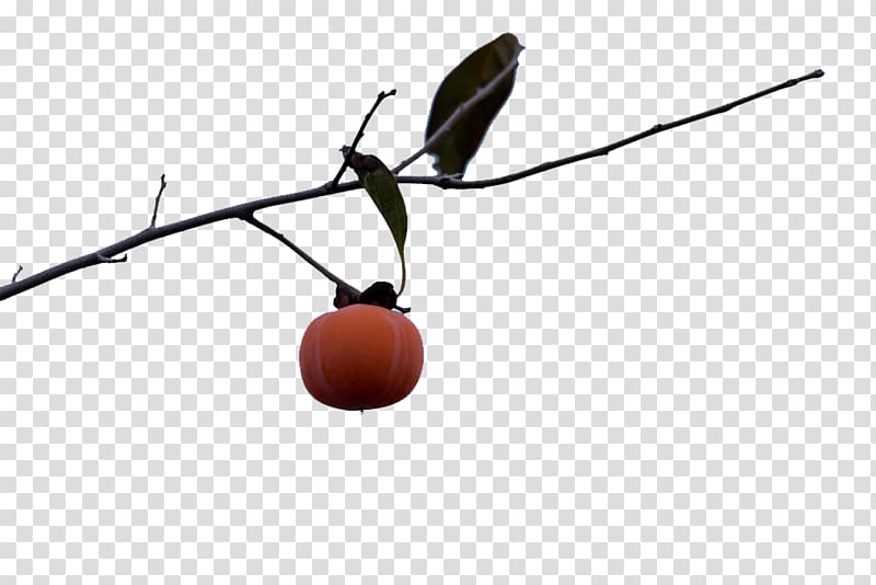 Persimmon, Persimmon on the branch alone transparent background PNG clipart