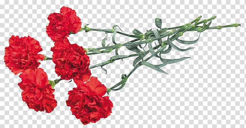 Carnation Flower bouquet Garden roses Cut flowers, flower transparent background PNG clipart