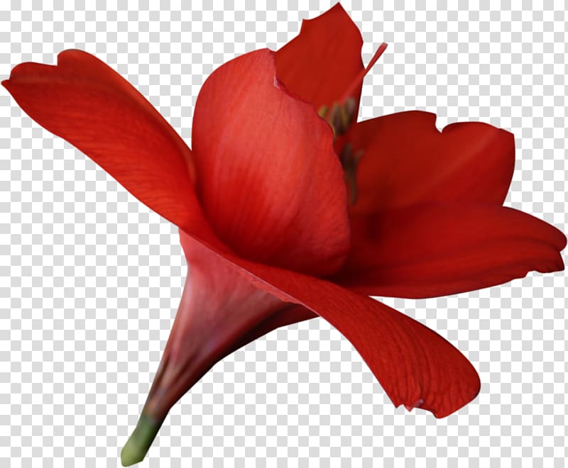 Flower Red Amaryllis belladonna, handpainted flowers transparent background PNG clipart