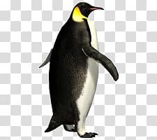 Penguins transparent background PNG clipart