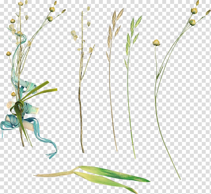Flower , flower transparent background PNG clipart | HiClipart
