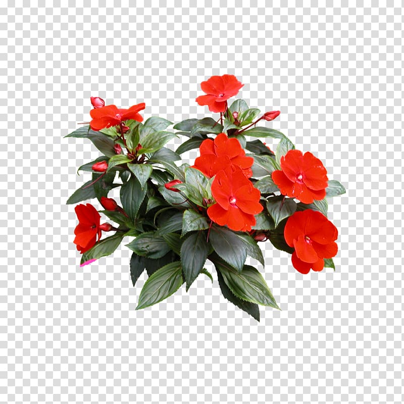 red petaled flowers, Houseplant Flower Tree, Floral elements transparent background PNG clipart