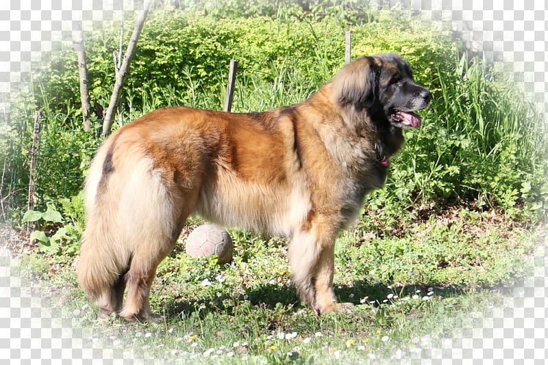 Estrela Mountain Dog Leonberger King Shepherd Caucasian Shepherd Dog Sarplaninac, lemp transparent background PNG clipart